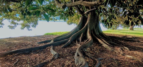 Tree with dramatic roots